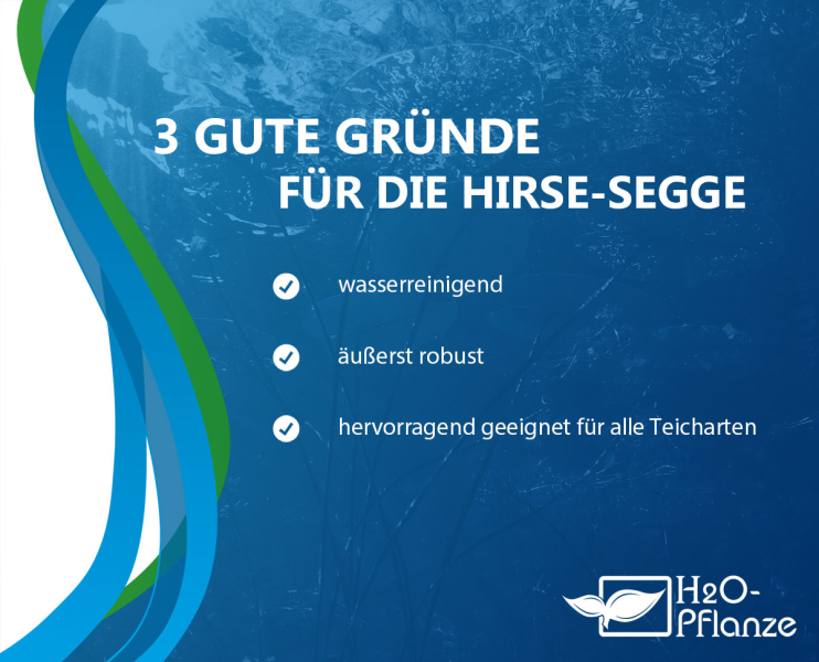 Preview: Carex panicea - Hirsesegge